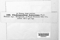 Cladosporium asteroma image